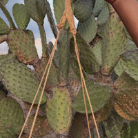 Eréndira Hanging Basket