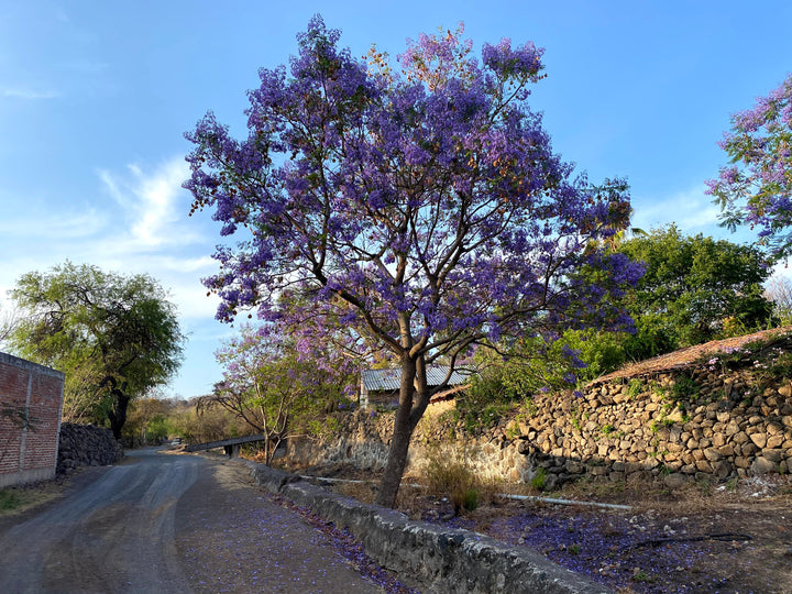 A Mexican primavera